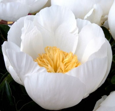 Jan van Leeuwen2 upr